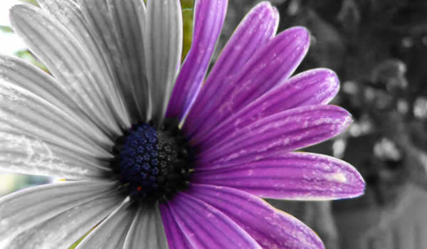 Missoula Floral Design || The Missoula Slow Flower Revolution Missoula Floral Design || The Missoula Slow Flower Revolution