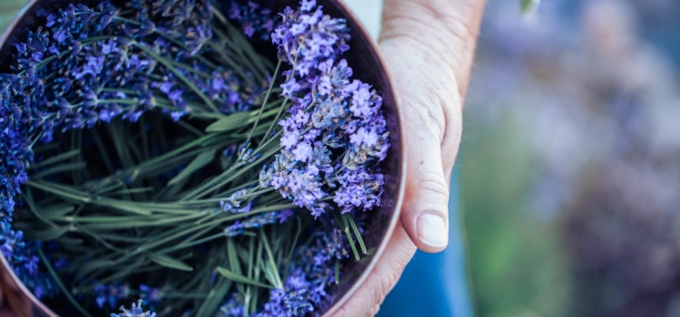 3 Lavender Plants for NW Montana Gardens 3 Lavender Plants for NW Montana Gardens