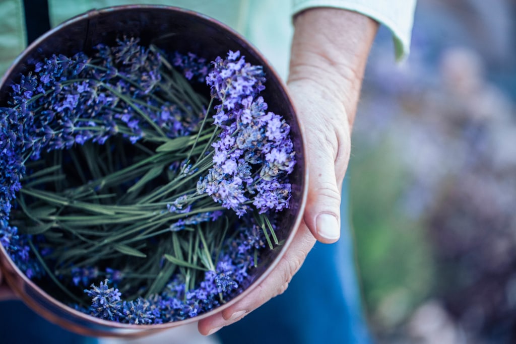 girl holding a brass bowl of locally grown flower lavender from a harvest 