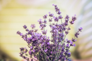 3 Lavender Plants for NW Montana Gardens - Earth Within Flowers