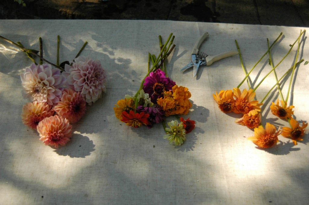 echinacea, zinnia, dahlias