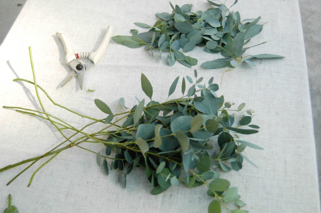 eucalyptus on table