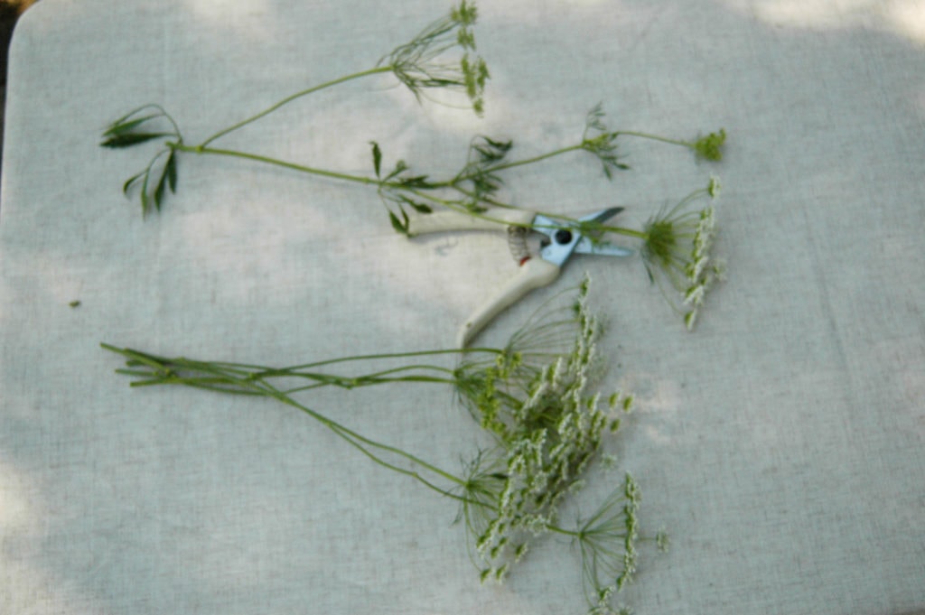 queen anne's lace on table