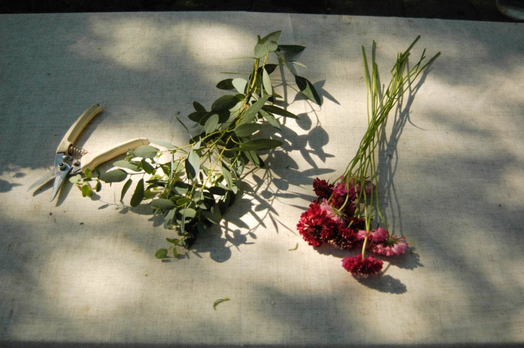 scabiosa and eucalyptus