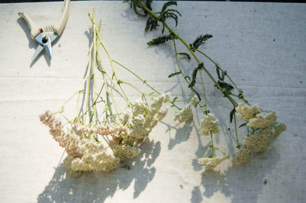 yarrow on table