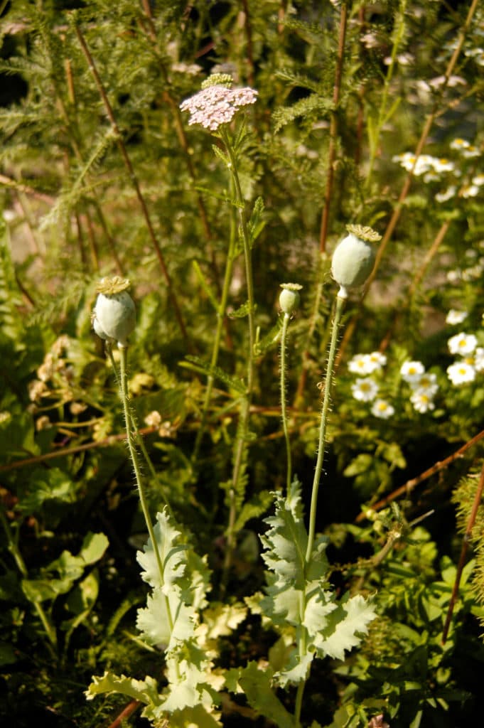 poppy pods to be harvested for a dried flower bouquet