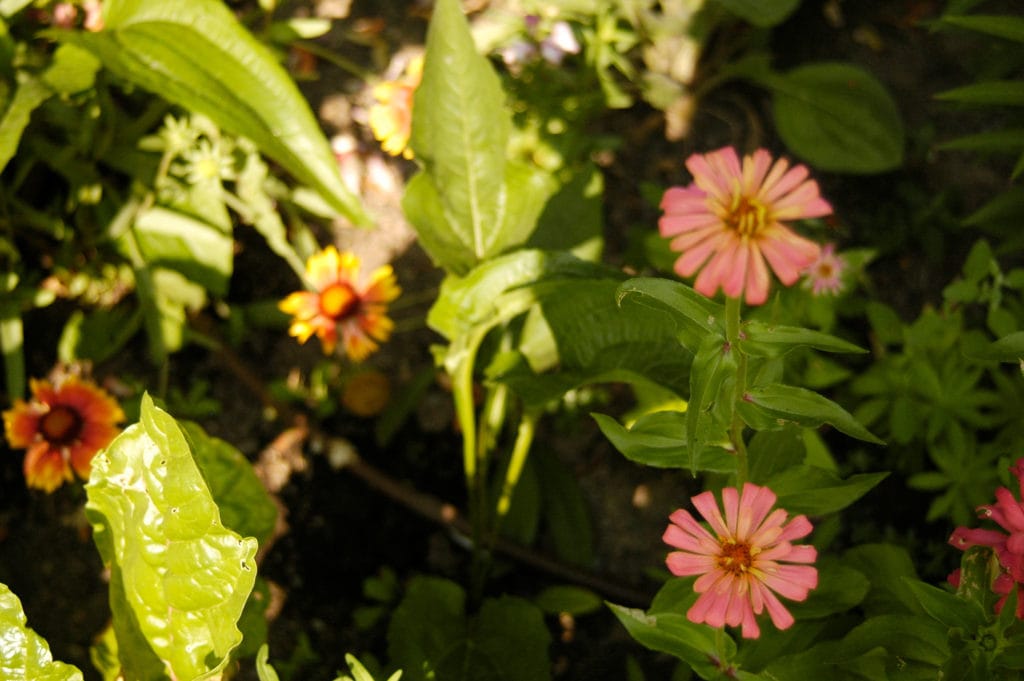 zinnia flower heads in the garden 