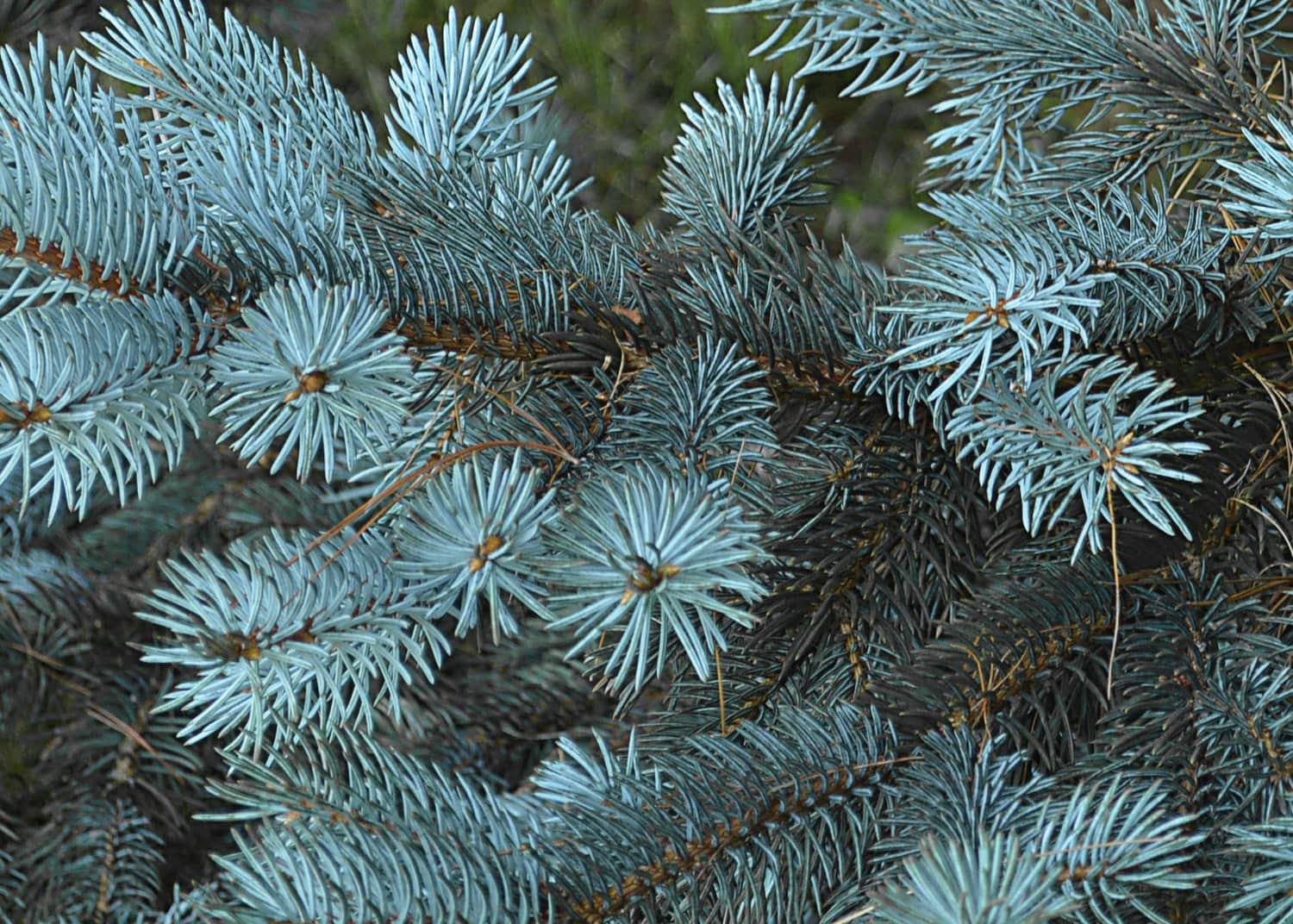 winter wreath materials missoula