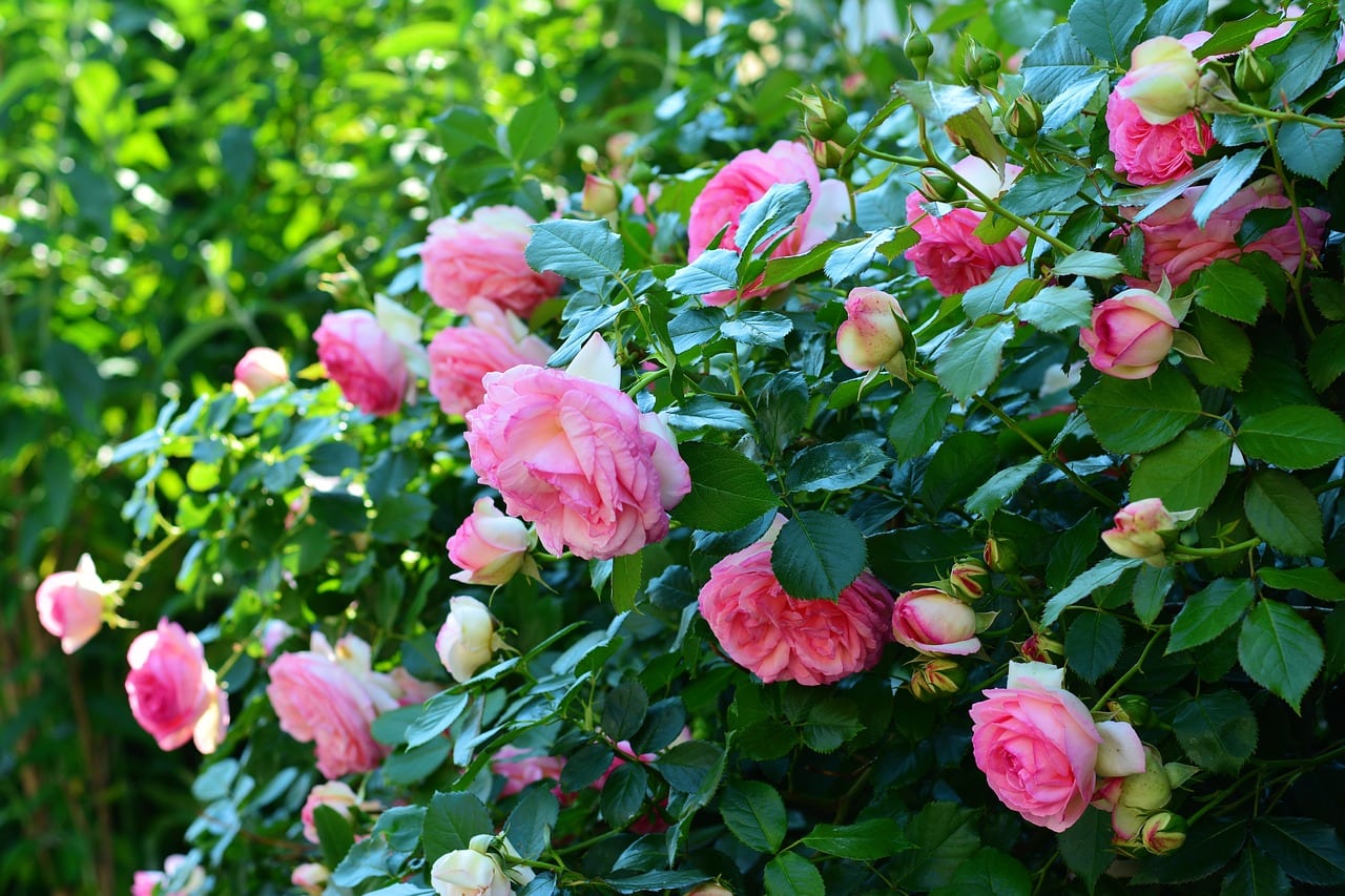 Garden Roses Bridal Bouquet Flower Meanings