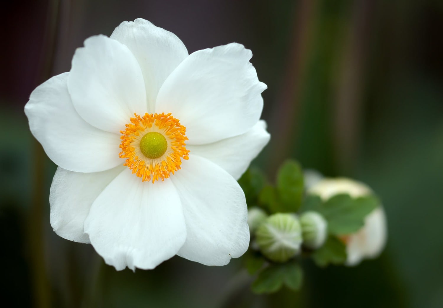 Anemone Wedding Flower