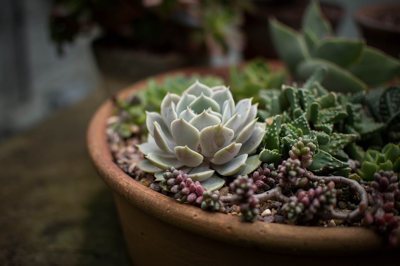 Succulent Workshop