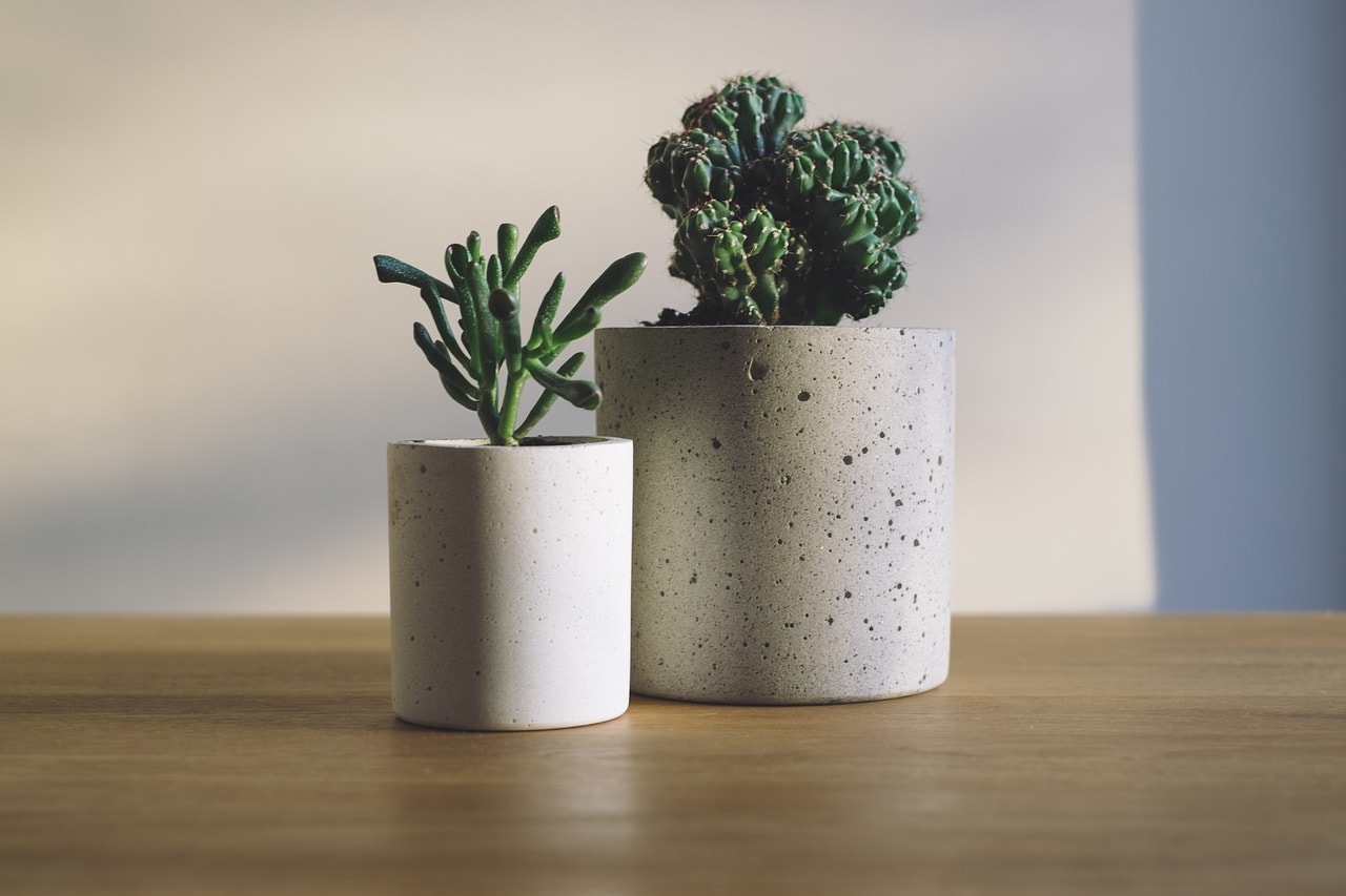 Succulents in vessels in Montana