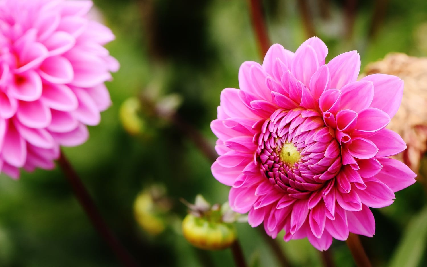 The Bridal Bouquet & the Language of Flowers - Earth Within Flowers