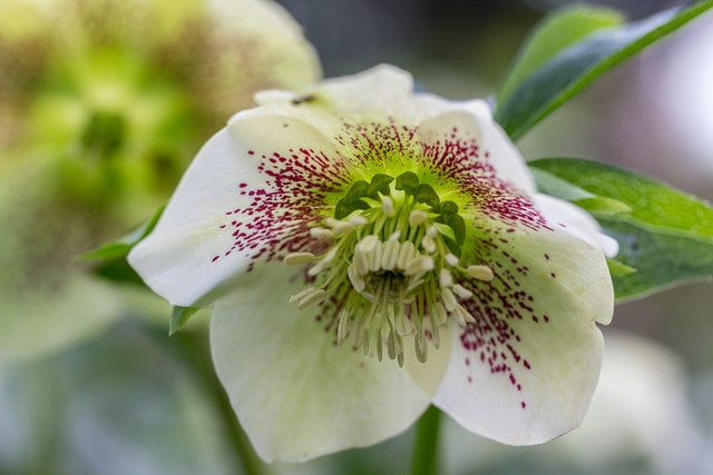 Hellebores Flower Trends