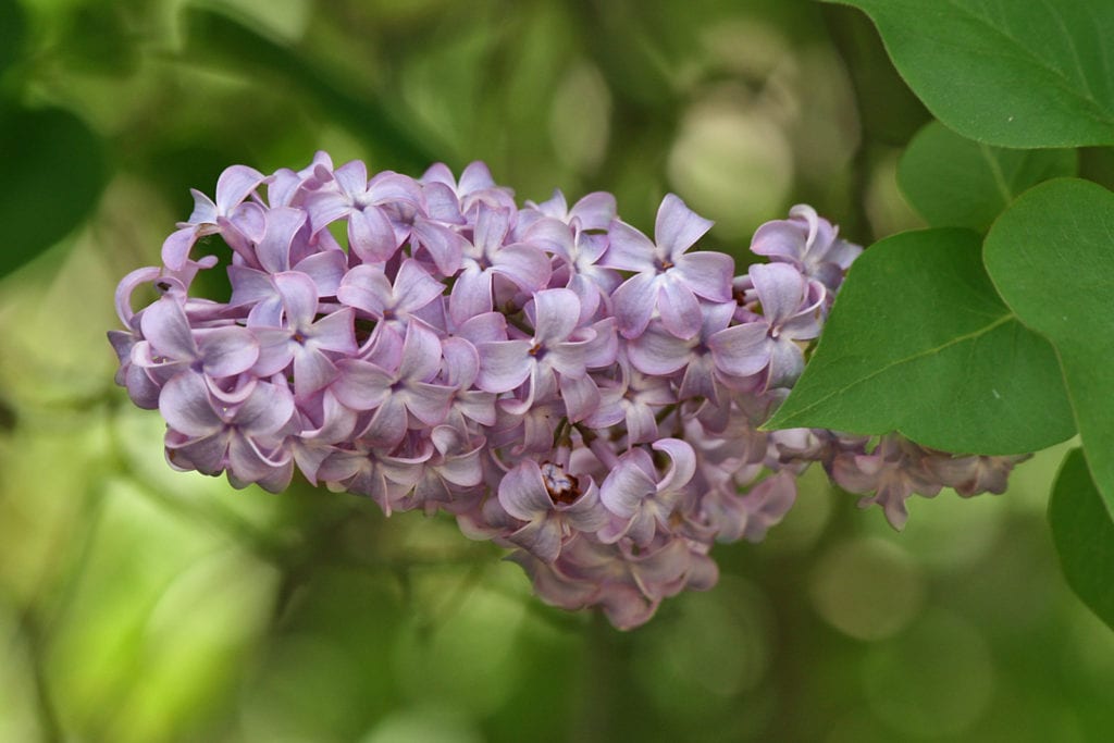 Lilac Flower DIY Wreath Material