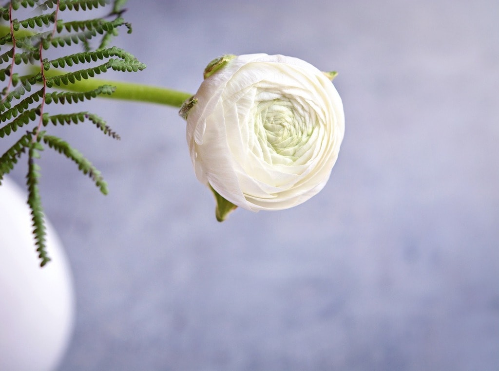 Ranunculus Bridal Bouquet Flower Meanings