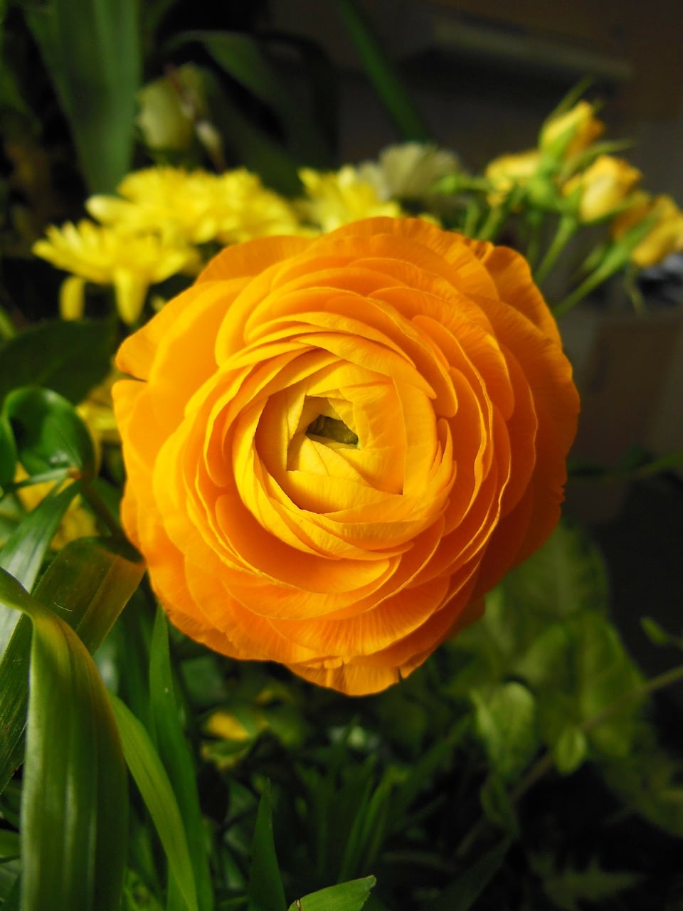 Ranunculus Flower Trends