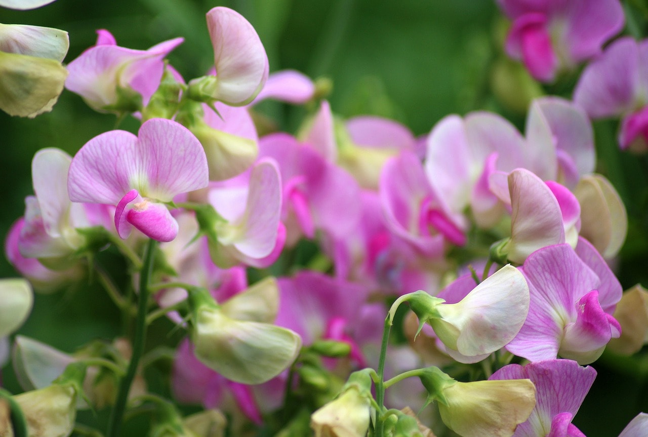 Sweet Pea Bridal Bouquet Flower Meanings