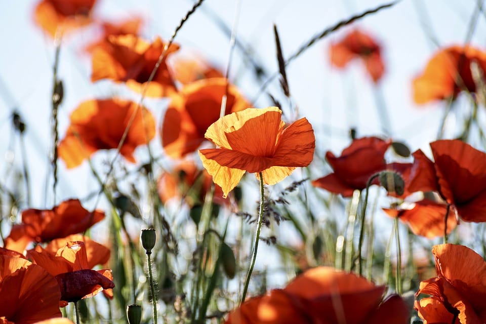 Poppies in Missoula Montana Missoula Wedding florist