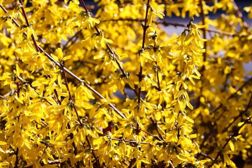 Forsythia  Missoula DIY Floral Design Wreath Material