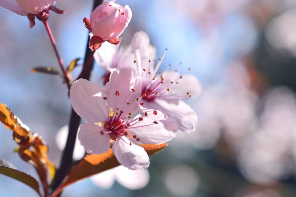 Spring flowers in Missoula Montana Plum Blossoms