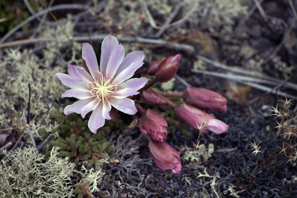 Montana Wildflowers Bitterroot