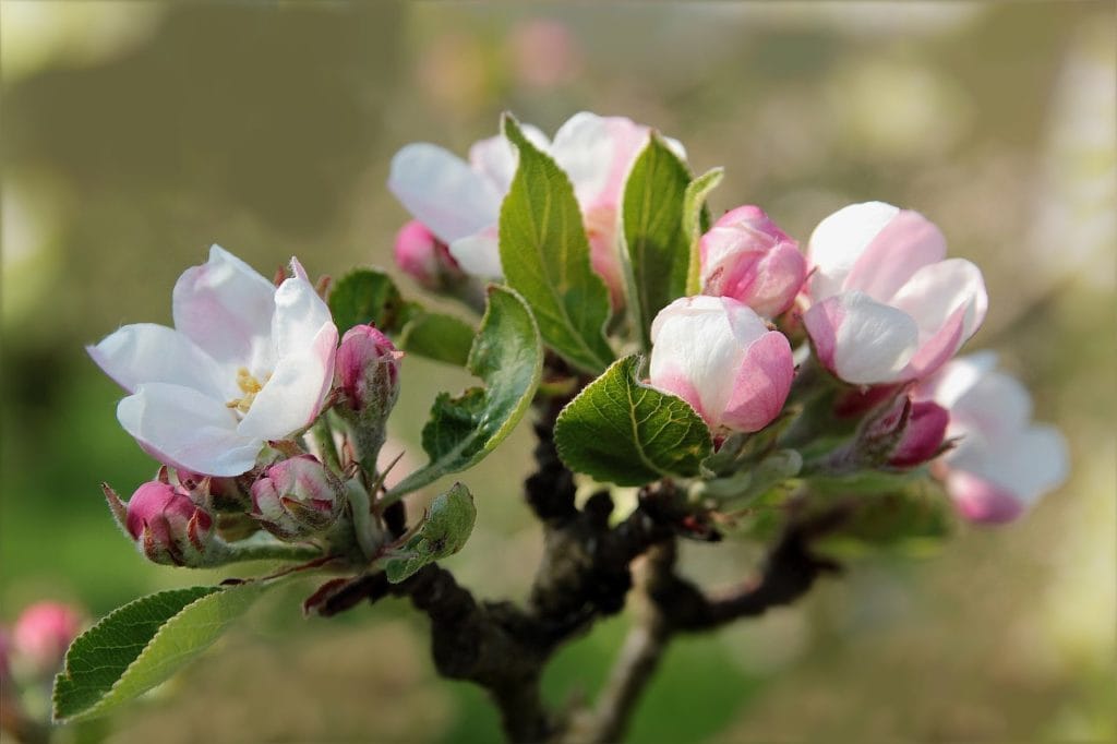 Spring flowers in Missoula Montana Apple Blossoms