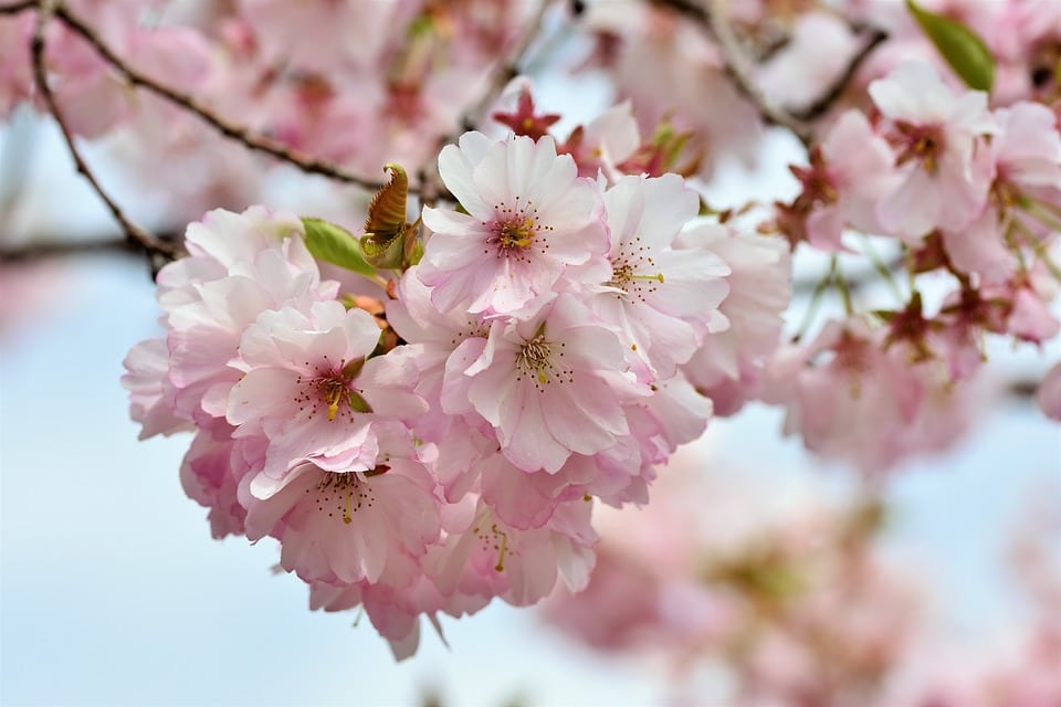 Spring flowers in Missoula Montana Cherry Blossoms