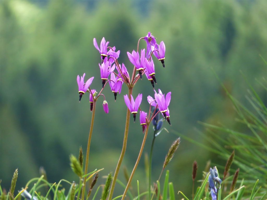 Montana Wildflowers Shooting Star