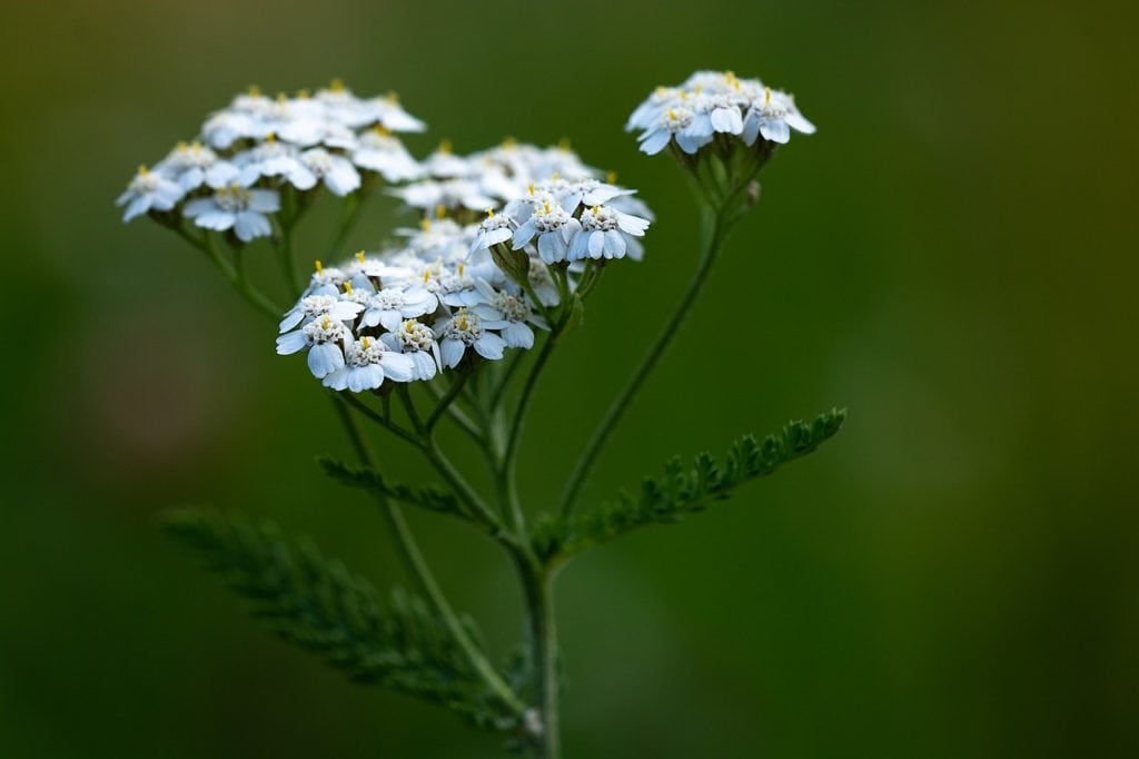 Montana Wildflowers Yarrow