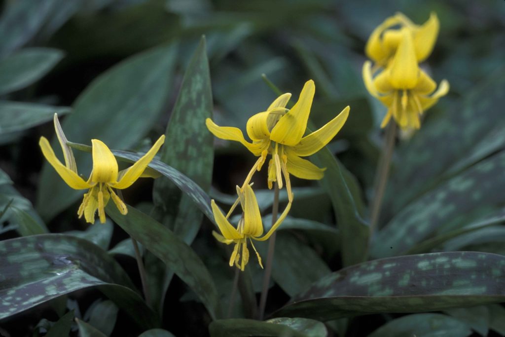 Spring Flowers Glacier lilies