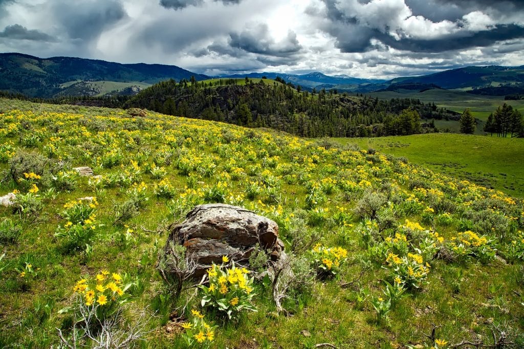 Montana wildflowers Balsamroot