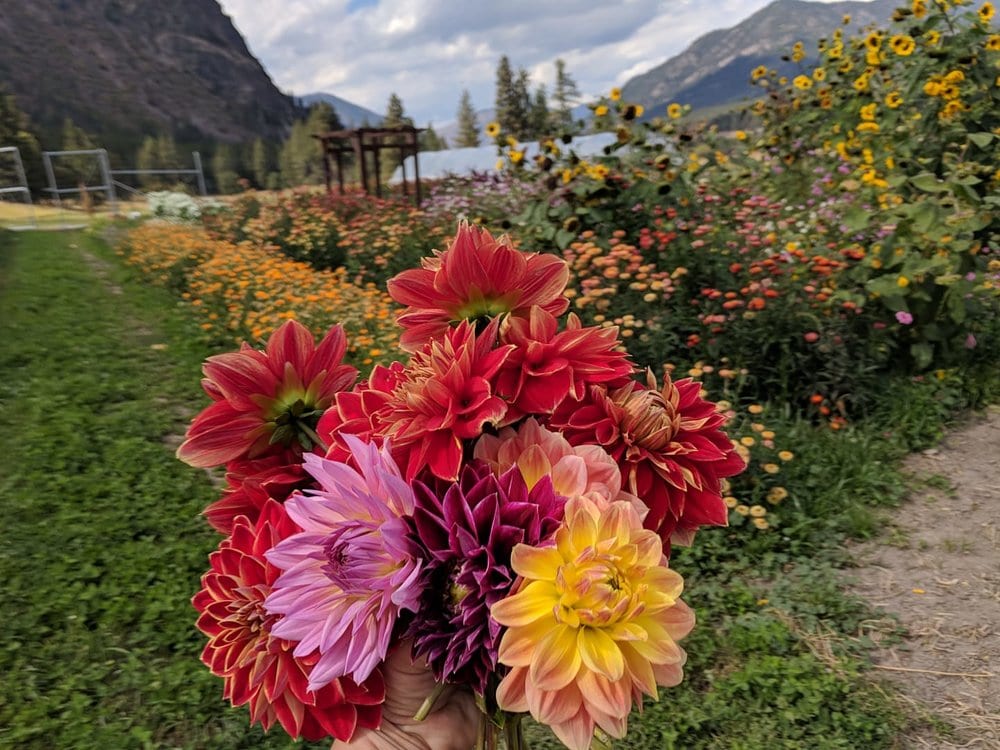 Grow your own Edible Flowers • Cut and Dried Flower Farm