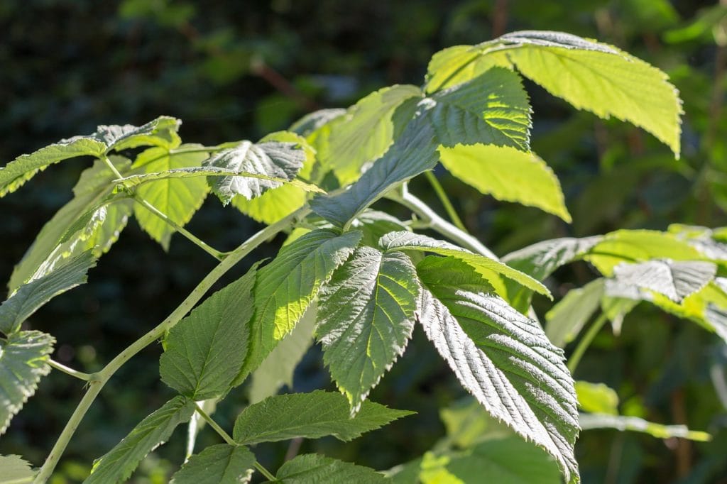 Montana Greenery Raspberry Leaf