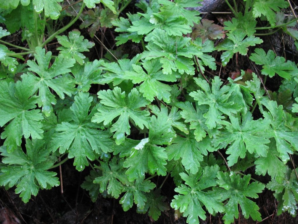 Geranium Leaf