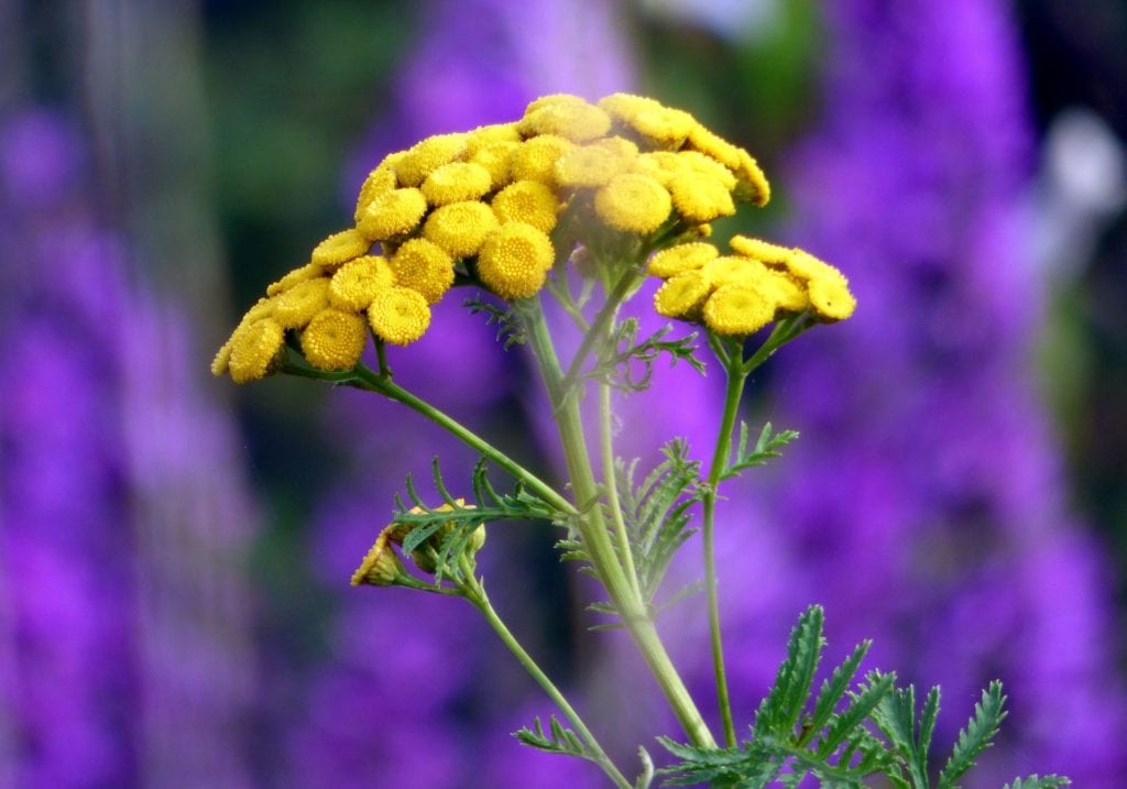 yellow tansy portrait 