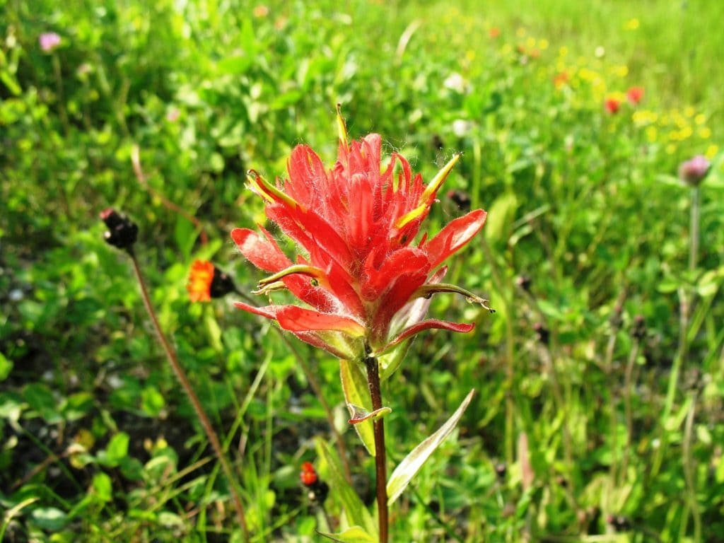 Indian paintbrush in a green field