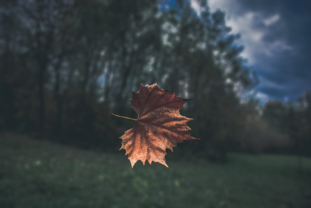 falling maple leaf