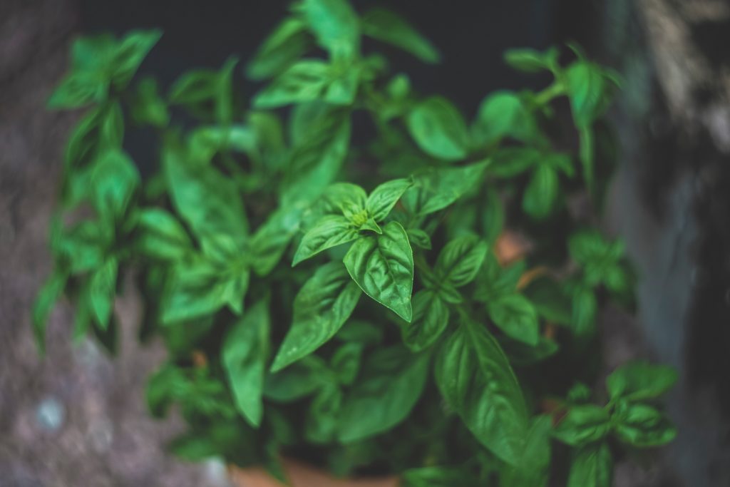 5 Herbs to Incorporate into Your New Year s Intentions Earth