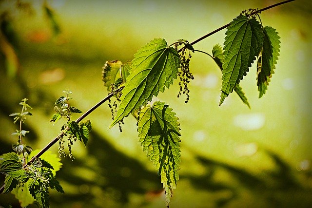 stinging nettle yellow flower