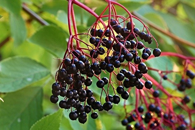close up of elderberries