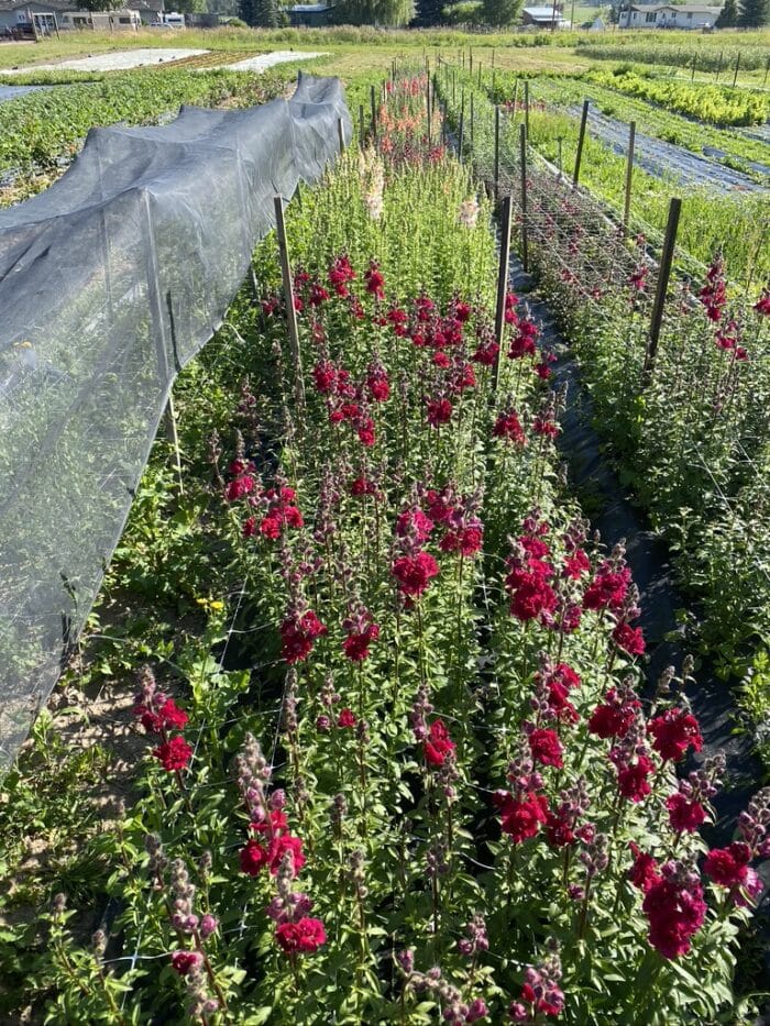 Buying and Sourcing Local Flowers in Missoula Florist Missoula MT