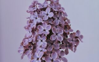 single lilac