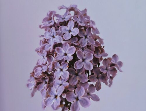How to keep lilacs lasting longer