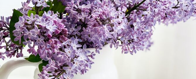 lilacs in vase