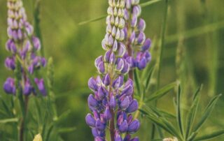 purple lupine Montana Wildflower