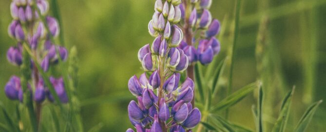 purple lupine Montana Wildflower